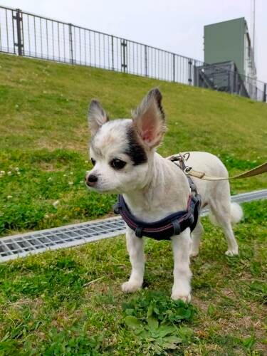 小原さんの実家で暮らす老犬チワワ「そうすけ」。お散歩とおじいちゃんが大好き。「ちょっぴりわがままで頑固だけれど、おじいちゃんの良きパートナーです」（小原さん提供）
