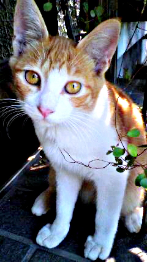 庭に現れた生後推定2カ月ほどだったナオくん（画像提供：ナオとフータさん）