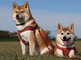 これからもたくさん遊ぼうね！　柴犬の「むぎ」と「ひま」