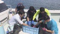 海を荒らすウニを捕獲し特産品に