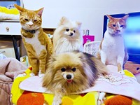 大集合！ （手前）ももちゃん、（後ろ・左から）ちまくん、ひろくん、みかんちゃん（画像提供：ぽめさん）