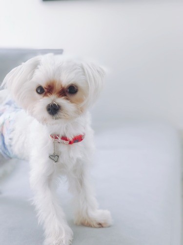 新しい家族になったムーちゃん