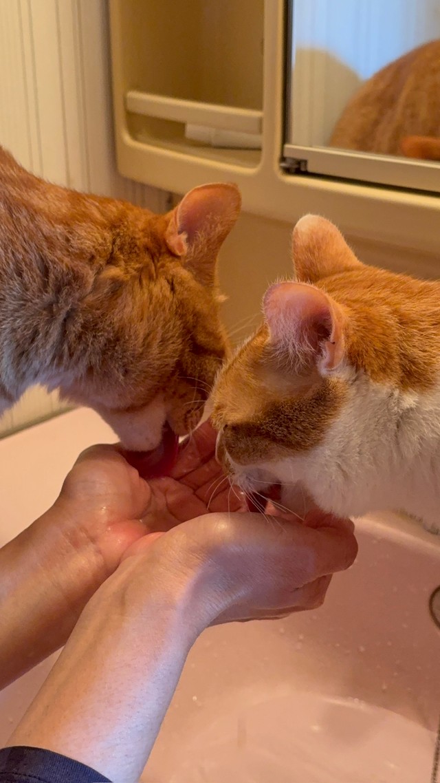 仲良く水を飲む「おれんじ兄弟」／保護猫のじん君さん（hogoeko_Jin）提供