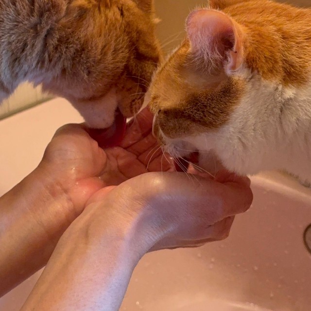 仲良く水を飲む「おれんじ兄弟」／保護猫のじん君さん（hogoeko_Jin）提供