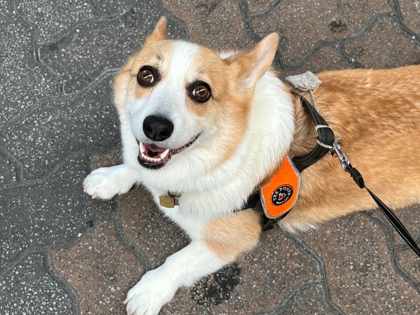 はじける笑顔が素敵な閣下くん（画像提供：閣下と下僕さん）