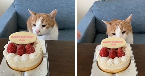 今年５月、明日香さんとの合同誕生会で記念にぱちり「ケーキはパパとママのだね」。はるまききくん、本当におめでとう。ずっと元気でね（明日香さん撮影）