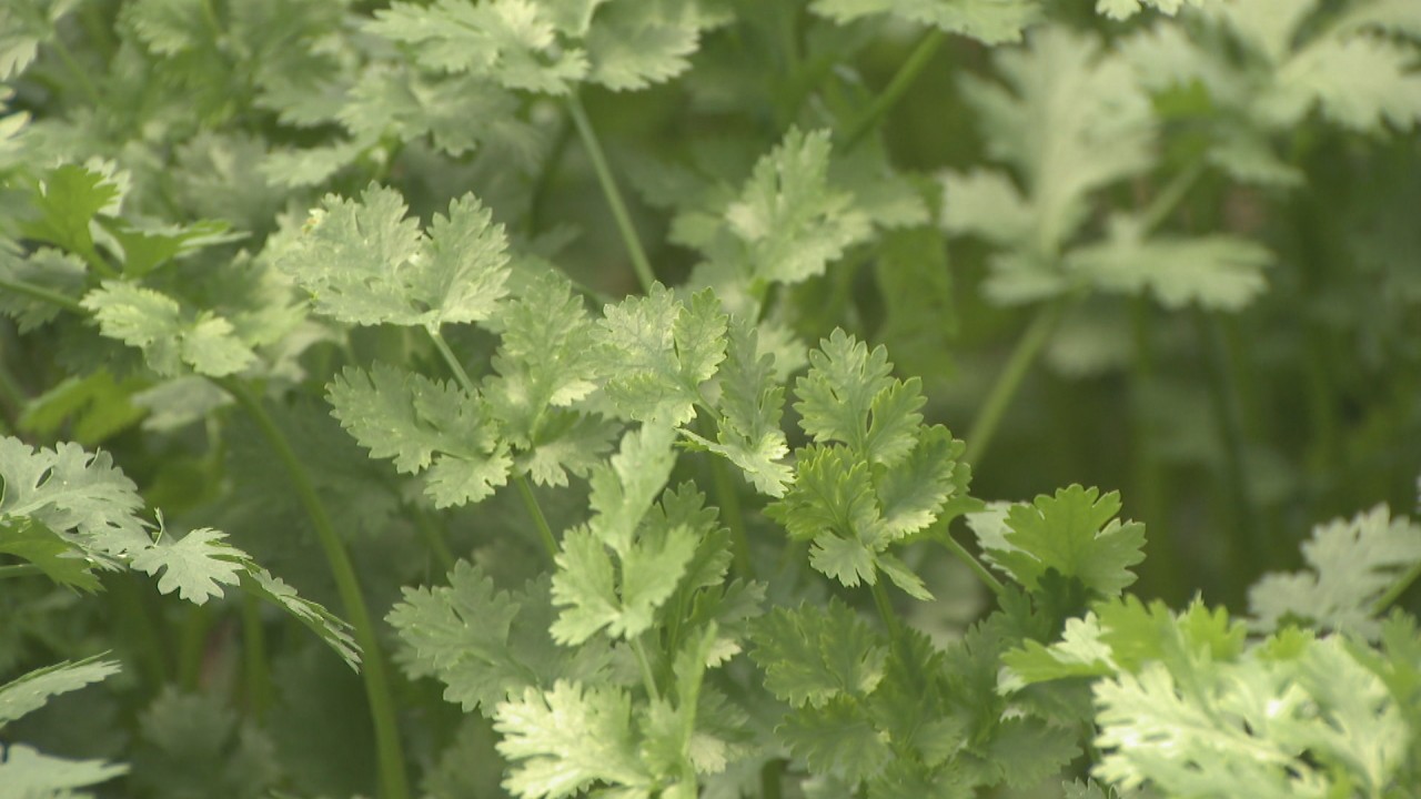 新型コロナで売り上げ減少 厳しい状況続く中 パクチー農家が畑で 蜂蜜作り 岡山 Ksbニュース Ksb瀬戸内海放送