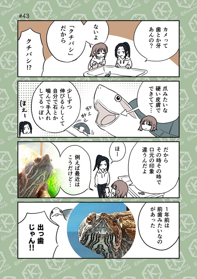 【漫画】『「亀飼いしか知らない世界」な4コマまとめ。』6（カメユさん提供）