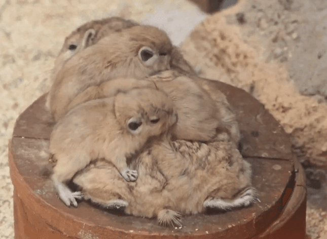 お母さんの背中でリラックス中の赤ちゃんたち（提供：足立区生物園さん）