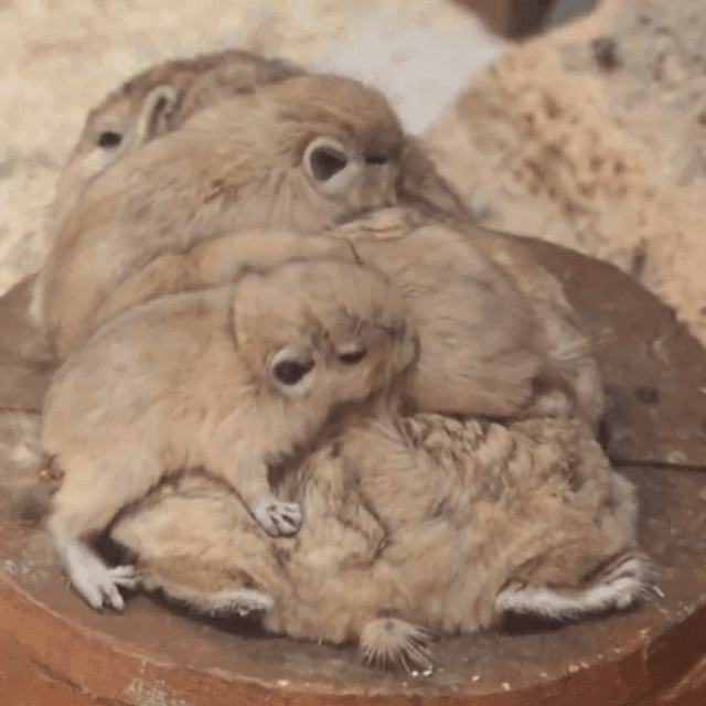 お母さんの背中でリラックス中の赤ちゃんたち（提供：足立区生物園さん）