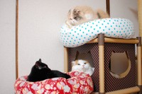３ニャンで暮らしていた頃。手作りの猫用ベッドでまどろむ愛猫たち
