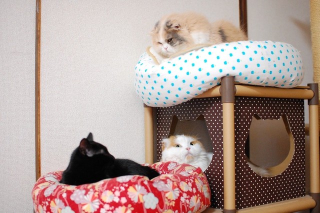 ３ニャンで暮らしていた頃。手作りの猫用ベッドでまどろむ愛猫たち
