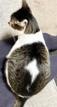 背中の模様が「北海道チーズ蒸しケーキ」に見えると話題になったポルくん（画像提供：ポルさん）