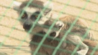 お母さんの背中にぴったりとしがみつくワオキツネザルの赤ちゃん　しろとり動物園