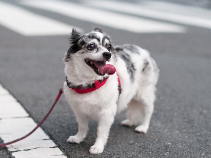 「上からでなく、しゃがんでこの角度から撮ってもらうとかわいいの」（小林写函撮影）