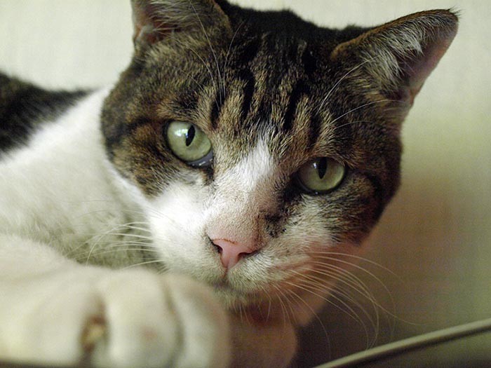 ワイルドに見えて、甘えん坊なしんたろう