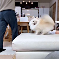 にこにこ笑顔で回り続けるおーちゃん（画像提供：ポメラニアンのにんじゃ家さん）