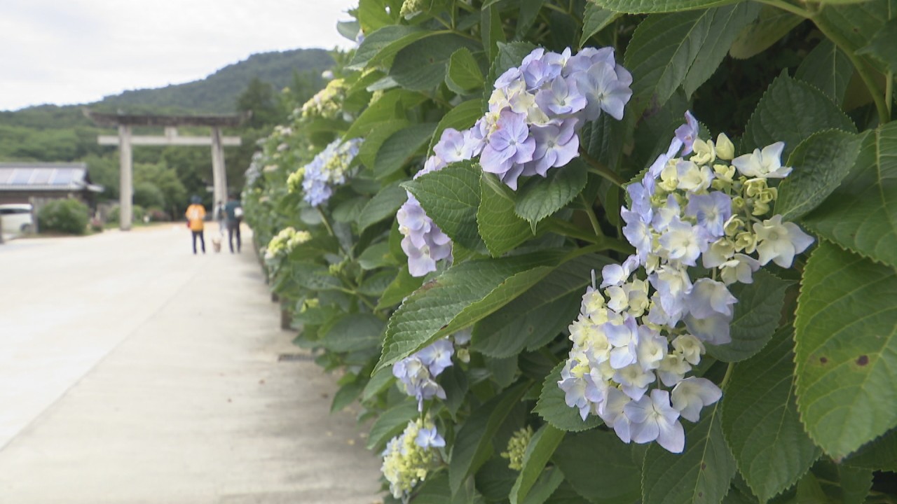 梅雨の風物詩 アジサイ 約3000株が見頃 香川県観音寺市 粟井神社 Ksbニュース Ksb瀬戸内海放送