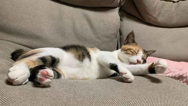 すやすやおねんね