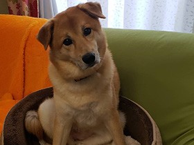 一生懸命お話を聞くよ　ずっとこの座り方のミックス犬「ひな」　