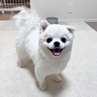 しっぽが花火のようにふわっ！ 笑顔でこちらを見つめるましゅくん（画像提供：アザラシいぬさん）