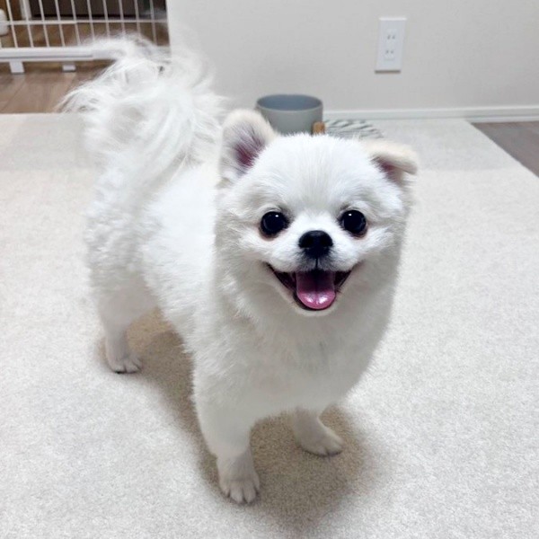 しっぽが花火のようにふわっ！ 笑顔でこちらを見つめるましゅくん（画像提供：アザラシいぬさん）