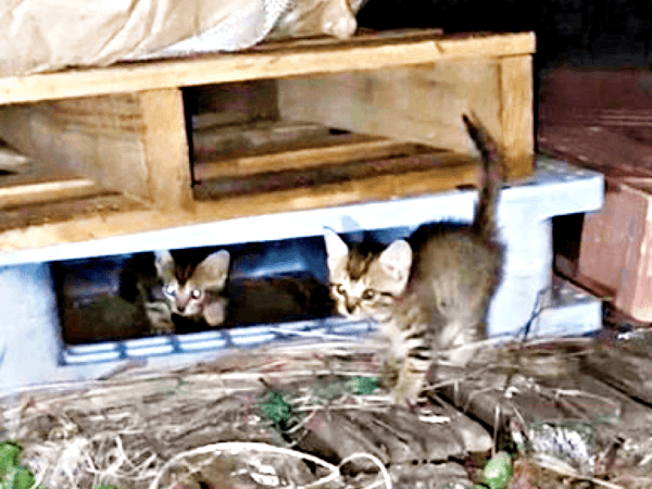 2021年、荷台の下に隠れていた（左）シンバくん、ナラちゃん（画像提供：シンバとナラさん）