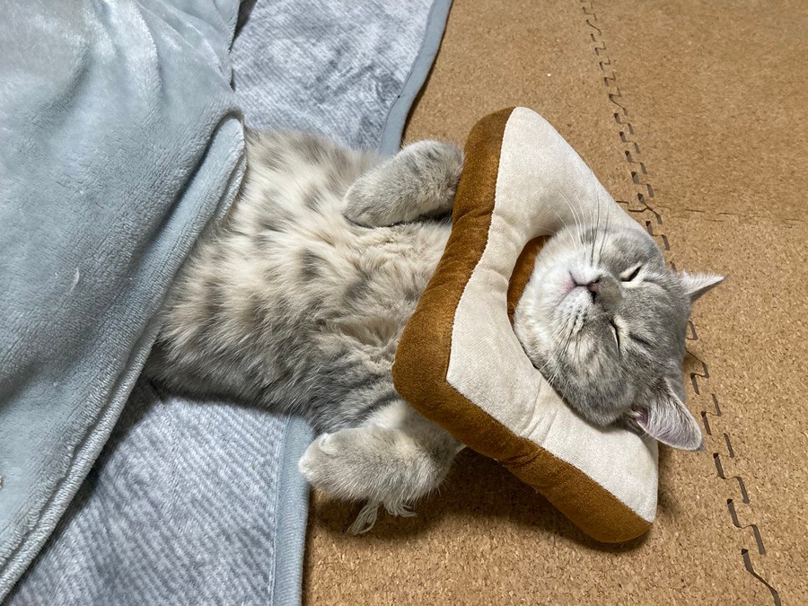 コルプス先生とこたつねこ △猫△ コルプス先生とこたつねこ | 書古四角