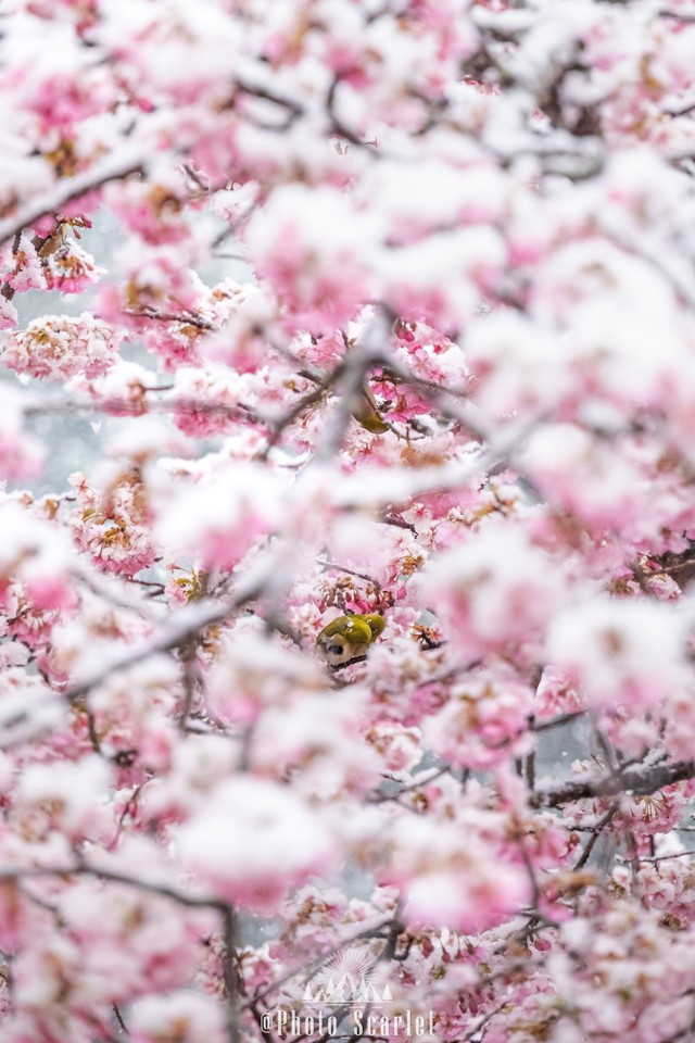 雪が舞う花の中で寄り添うメジロたち（画像提供：スカーレット@Photoさん）