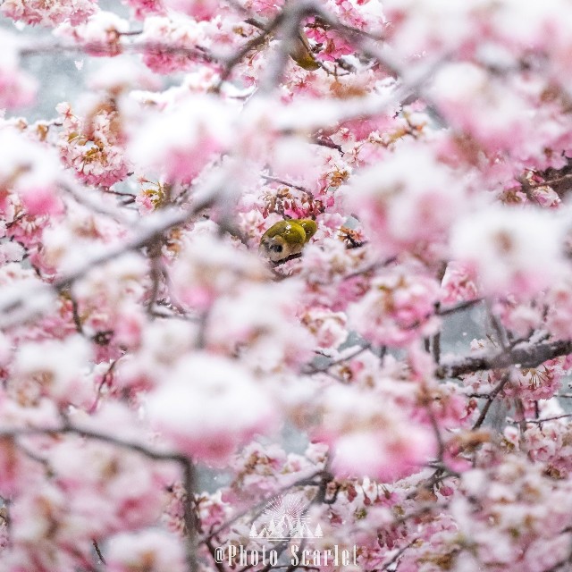 雪が舞う花の中で寄り添うメジロたち（画像提供：スカーレット@Photoさん）