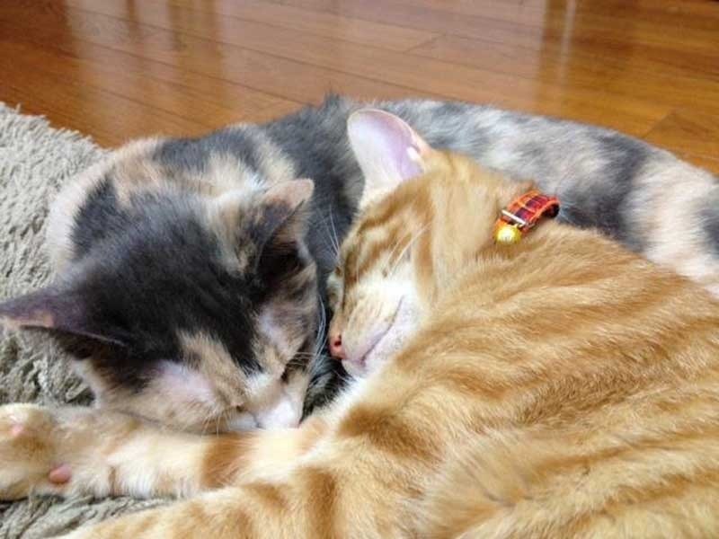 こんな姿にみんな癒やされていった