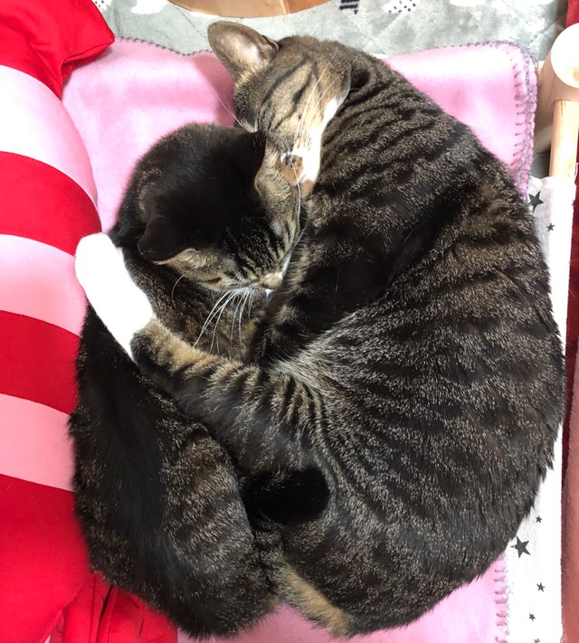 お母さん（あずぎちゃん）と息子（にぃたん）の寝相