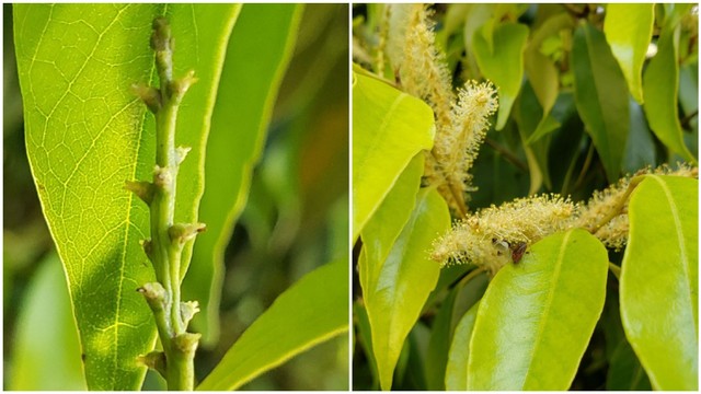 見た目じゃなく香りで勝負！ドングリの仲間スダジイの花　「見頃」とは言いにくいですが…咲いてます　岡山県総合グラウンド