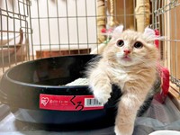 子供の頃もトイレでくつろいでいたチロルくん（画像提供：ちゃろこさん）