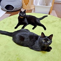 程よい距離感で暮らすようになった先住の夜空さん（手前）、夜千代さん（奥）（画像提供：yozo工房さん）