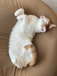 へそ天になってすやすや眠るポッケくん（画像提供：ポッケとニケさん）