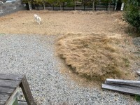 芝生がモサモサです。もはや肥料！？