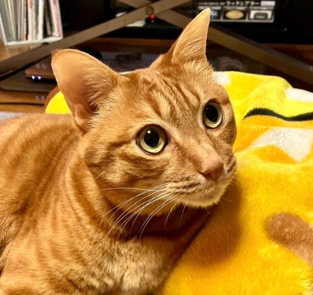 かわいいまん丸な瞳が心に刺さる…！