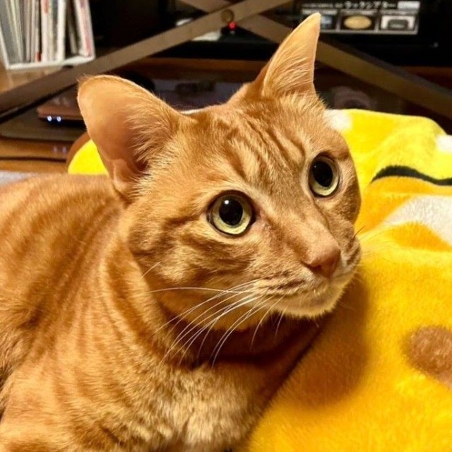 かわいいまん丸な瞳が心に刺さる…！