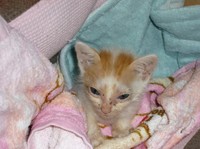 亡き愛猫ルルちゃん