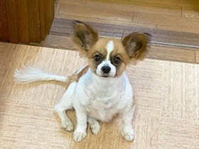 いいにおいがするな～　熱いまなざしで待つパピヨン「ラナ」
