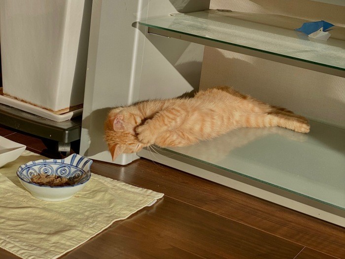 ジンの一挙一動に、家族みんなが夢中になっている（ゆきさん提供）