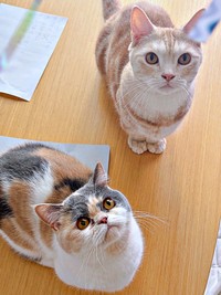 家族に愛され健やかな日々を送る（左から）おだんごちゃん、きなこくん（画像提供：きなことおだんごさん）