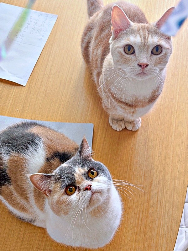 家族に愛され健やかな日々を送る（左から）おだんごちゃん、きなこくん（画像提供：きなことおだんごさん）