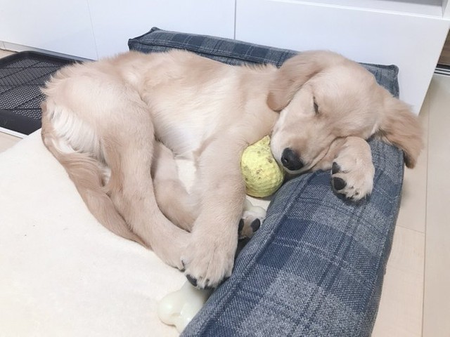 （Goldol0725さん提供）