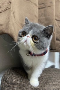 人気の猫フィギュアにそっくりだった子猫、小雪ちゃん（提供：田中さんちの仲良し５兄妹 さん）