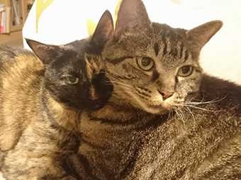 猫への愛情は年々深まる？　子猫の頃の写真を探すと新たな発見が