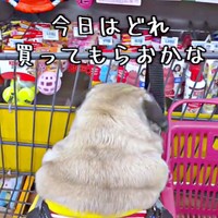 カートに乗って買い物を楽しむ、むさしくん（画像提供：パグのむさしさん）