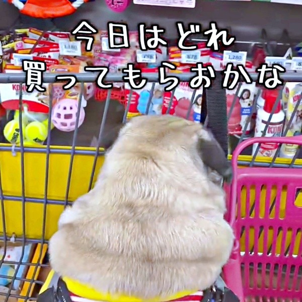 カートに乗って買い物を楽しむ、むさしくん（画像提供：パグのむさしさん）
