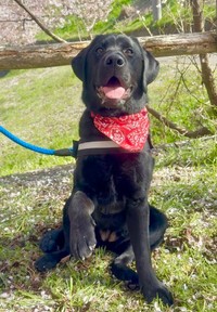 “招き猫”ならぬ“招き犬”のようなノワールちゃん（画像提供：黒ラブNoir（ノワール）さん）